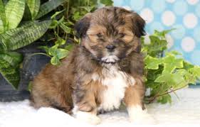 Havanese, havanese puppies, show and companion, akc, ckc, dog handling. Havanese Dogs For Sale Petfinder