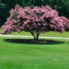 You soil test results will. Sioux Crape Myrtle Naturehills Com