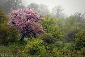 Image result for â«ÙØ¹Ø¯Ù Ø¨ÙÚ©Ø³ÛØª Ø´Ø§ÙØ±ÙØ¯â¬â