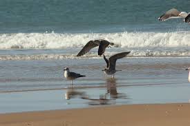 From sevilha airport to praia da luz (lagos) € 265.00 book now. Sevilha A El Rocio Parque Donana Praia Matalascanas Day Tour 2021