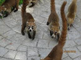 Mexican Raccoons So Freaking Cute Cuddly Animals Raccoon Drawing Animal Drawings