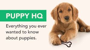 If being with your pet helps relieve stress, anxiety or calms your emotional wellbeing, it's time to get your esa approvals help people deal with symptoms like depression, anxiety, sleeplessness and. Puppy Hq The Dog People By Rover Com Puppy Training Puppy Feeding Schedule Puppies