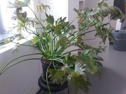 Harga tanaman indoor philodendron selloum/bibit taneman indor pilo jari. Houseplants Forum Unhappy Philodendron Selloum Garden Org