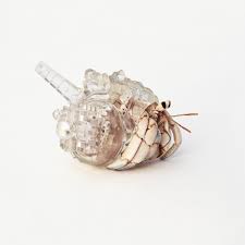 There are a few key differences between the two species, first, let's take a look at some pictures of purple pincher crabs. Why Not Hand A Hermit Crab A Shelter Archdaily