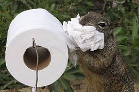 Image result for squirrel poop