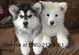 The alaskan malamute is no exception to this rule. Gjg Alaskan Malamute Puppies For Sale Handmade Michigan