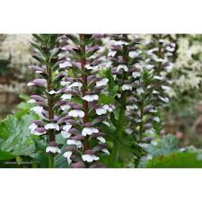 Image result for Aeollanthus pubescens