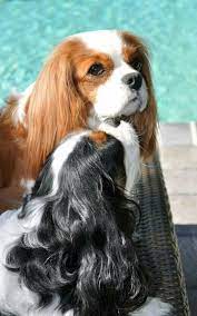 Cavalier King Charles Spaniels Cavalier King Charles Dog King Charles King Spaniel