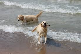 Our Retired Dogs Goldnote Golden Retrievers