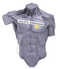 Learn and teach the intricacies of human anatomy with this torso model teaching tool. How To Draw The Torso Easier An Illustrated Guide Gvaat S Workshop
