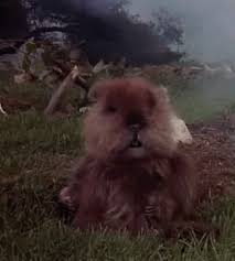 So i jump ship in hong kong and make my way over to tibet, and i get on as a looper at a course over in the himalayas. Am I The Only One Old Enough Around Here To Remember Caddyshack Gif On Imgur
