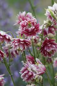 Pin De Eudoxia Alata En Nature Scapes And Miracles Arte Y Belleza Belleza Natural Natural