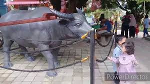 Taman marga satwa budaya kinantan, bukittinggi foto: Jalan Jalan Ke Kebun Binatang Kinantan Bukittinggi Zoo Dikota Wisata Bukittinggi 2020 Ewp Chanel05 Youtube