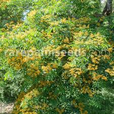 Image result for Pterocarpus