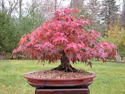 Bonsai Trees For Sale Red Maple Bonsai Bonsai Tree Care Japanese Bonsai Tree