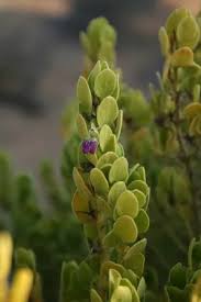 Image result for Sida dregei