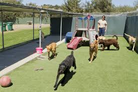 Dog and cat boarding located in orlando, florida near universal studios, disney world and orlando airport. 10 Doggy Daycares In Dubai Kids Things To Do Time Out Dubai