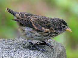 Image result for Nidorella pinnata