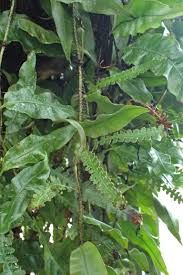 Image result for Oleandra distenta