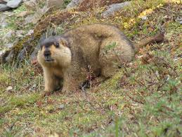 Himalayan marmot - Wikipedia