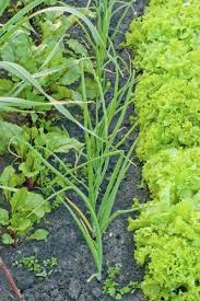 companions for garlic plants plants that grow well with garlic