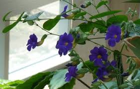 Image result for Thunbergia battiscombei