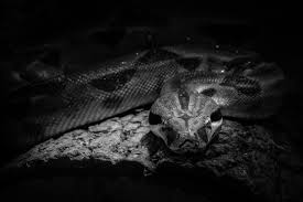 Deep Dive: Programmatic Reports with the Nabla API, Python, and Bash