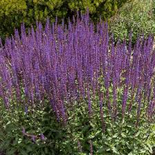 Rabbits probably dislike ageratum's fuzzy, fringed blooms and the texture of its foliage. Deer And Rabbit Resistant Collection High Country Gardens