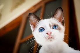 Hd cat wallpaper for android apk download. Hd Wallpaper Adorable Cat Cute Gatto Katze Kitten Kucing Meong Neko Wallpaper Flare