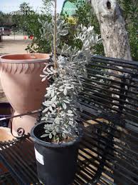 It is a premiere xeriscape plant. Plantfiles Pictures Sophora Texas Mountain Laurel Silver Peso Sophora Secundiflora By Wingnut