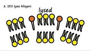 Membrane Protein Solubilization
