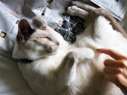 Untranslatable German: Bauchpinseln