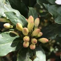 Image result for Mitriostigma axillare