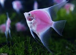 All Kinds Of Pet Fish Thanks To Cancan Who Agrees They Should Bioengineer Fish That Pink Fish Beautiful Fish Tropical Fish