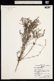 Image result for Euploca katangensis