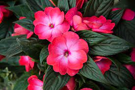 Why you should plant new guinea impatiens. Indoor Plant Of The Month New Guinea Impatiens Aylett Nurseries Visit Ayletts Garden Centre For All Your Gardening Needs