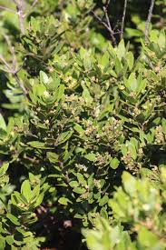 Image result for Gerrardina