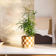 Image result for Asparagus falcatus