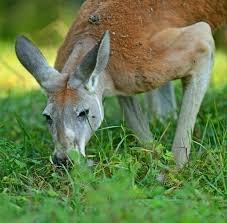 What do western grey kangaroos eat? Kangaroo Feeding Kangaroo Facts