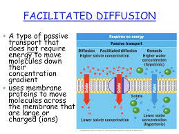 Facilitated Diffusion A Type Of Passive Transport That Does Not Require Energy To Move Molecules Down Their Concentration Gradient Uses Membrane Proteins Ppt Download