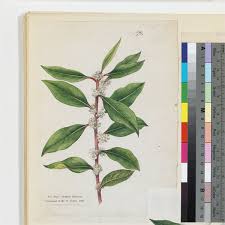 Image result for Ilex mitis