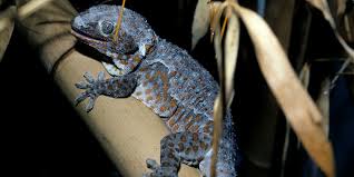 Check spelling or type a new query. Tokay Gecko Smithsonian S National Zoo
