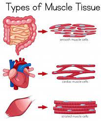 Differentiate Between Striated Smooth And Cardiac Muscles On The Basis Of Their Structure And Site Location In The Body Cbse Class Notes Online Classnotes123