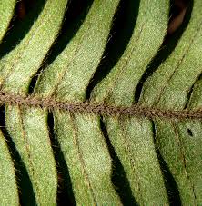 Image result for Pleopeltis