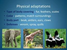 Animal Adaptations Introduction Adaptations Science Animal Adaptations Physical Adaptations