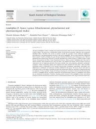 Image result for Landolphia incerta