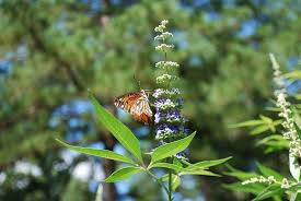 What kind of plum tree has purple leaves? Hd Wallpaper Butterfly Vitex Chaste Tree Leaves Flower Texas Purple Wallpaper Flare