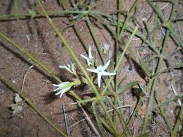 Image result for Orthanthera jasminiflora