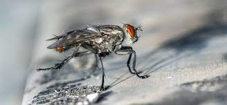 Why Are So Many Flies In My House Rentokil Indonesia
