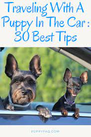 Puppy Car Travel 30 Practical Tips Sick Puppies Puppies Dog Training